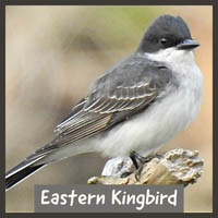 Eastern Kingbird